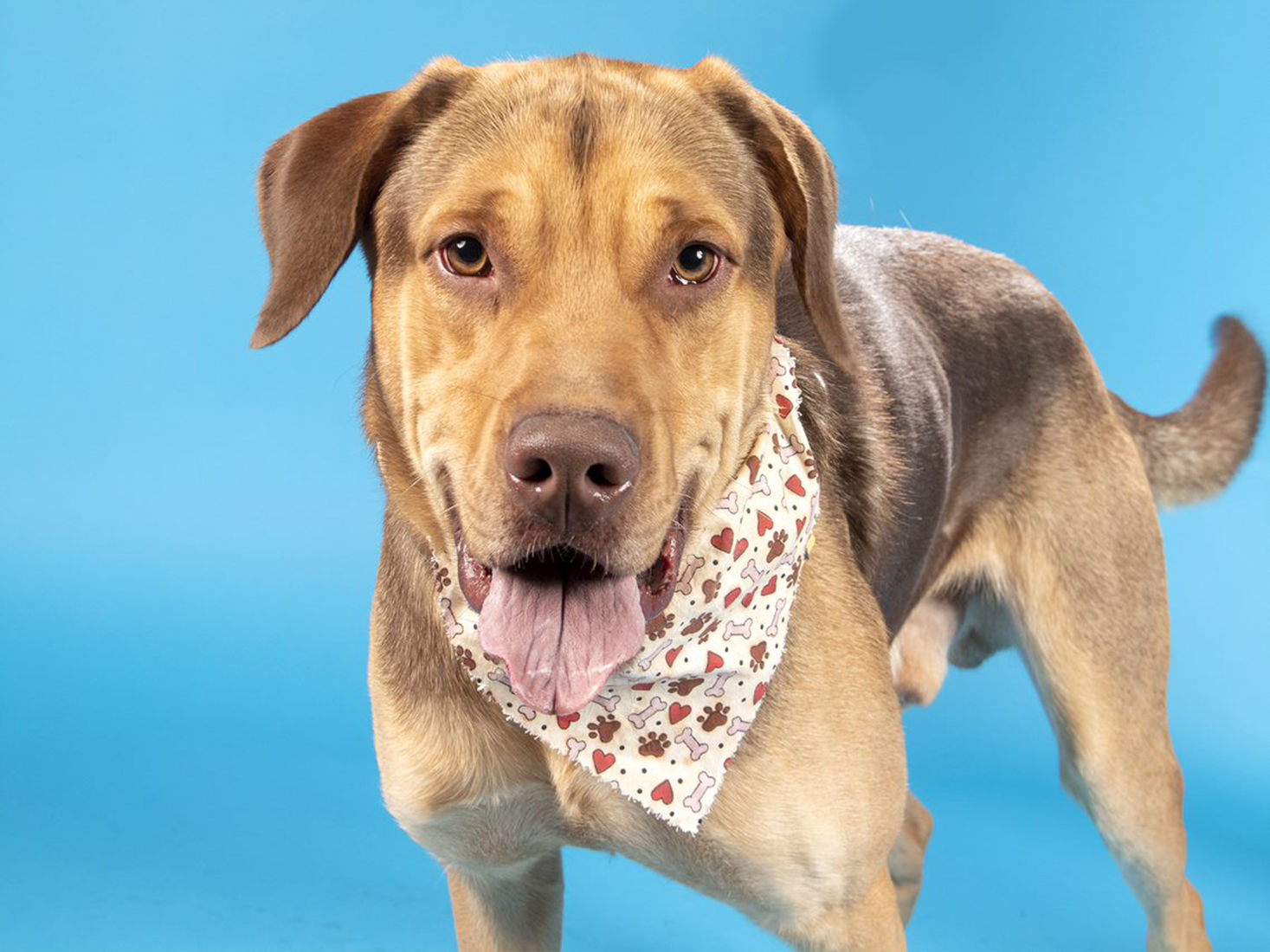 Pet of the week: Scooby